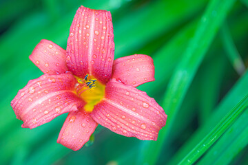 flower with water drops