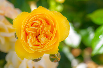 Yellow Rose