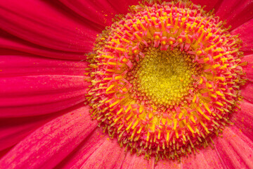Gerbera Daisy