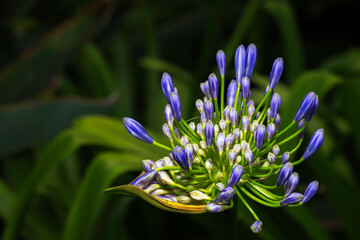 violet flower closeup