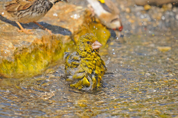 bird bathing in water