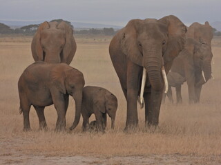 elephants in the savannah