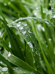 Naklejka premium water drops on a bright green grass 