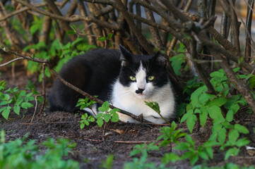 A black and white cat lies in the bushes and watches. selective focus