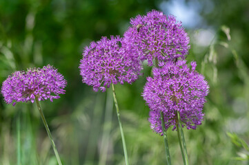 Allium hollandicum persian onion dutch garlic purple sensation flowering plant, ornamental flowers in bloom