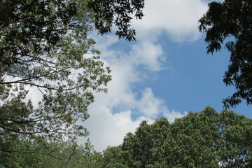 Fototapeta premium Blue cloudy sky in between trees