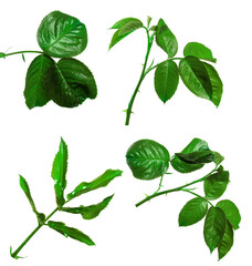 young sprout of a rose bush with leaves on a white background. set, collection