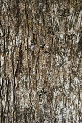 Texture of a tree bark