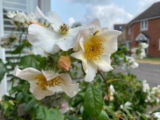Close-up of light pink heritage roses variety at the end of their life cycle with sky and houses on the background in England