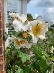 Close-up of light pink heritage roses variety at the end of their life cycle with sky and houses on the background in England