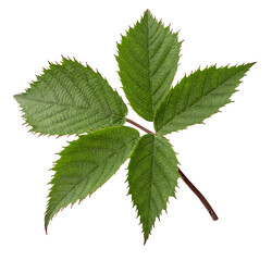 blackberry green leaf