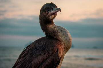pelican at sunset © Arnaldo