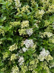 Flowered plant close up