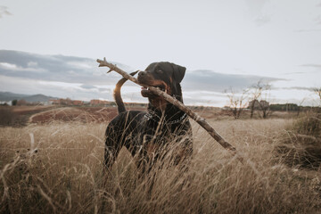 Obraz premium Perro raza Rottweiler negro con palo en la boca