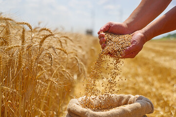 Wheat grain in a hand after good harvest of successful farmer in a background agricultural machinery combine harvester working on the field - obrazy, fototapety, plakaty