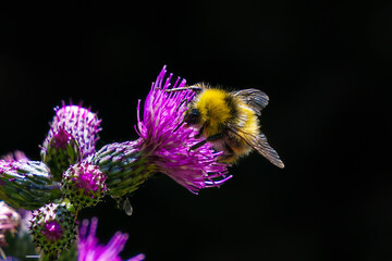 Bumble-bee sitting on wild thistle flower. Selective focus of beautiful wild bumble bee sucking...
