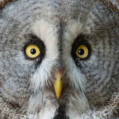 Great grey owl Strix nebulosa, also known as Great gray owl