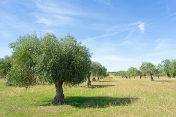 Olive grove with green leaves in spring, still waiting for olives. Blue Sky. Meadow Extremadura, Spain.