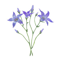 Watercolor flower boucet of lilac campanula. Violet blue bells. Hand drawn illustration isolated on tranparent.