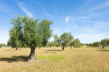 Fototapeta premium Field of olives in row, typical for collection of olives. Sky is blue. Mediterranean culture and food. Leaves are still green. Extremadura, Spain.