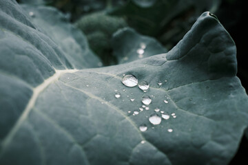 water drops on green leaf and dark background, macro shot