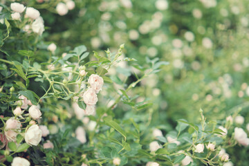 Blooming white roses in the garden. Wedding background. Selective focus.