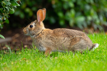 Cute bunny is sitting on the lawn in the backyard in summer day.