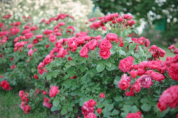 Bushes of blooming bright pink roses in the garden.