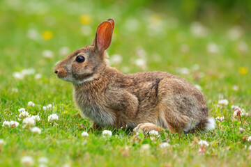 European rabbit is sitting on the green grass and eating clover.