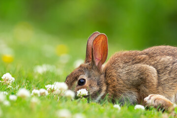European rabbit is sitting on the green grass and eating clover.