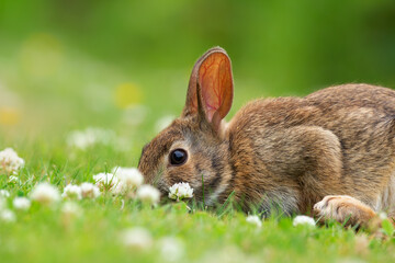 European rabbit is sitting on the green grass and eating clover.