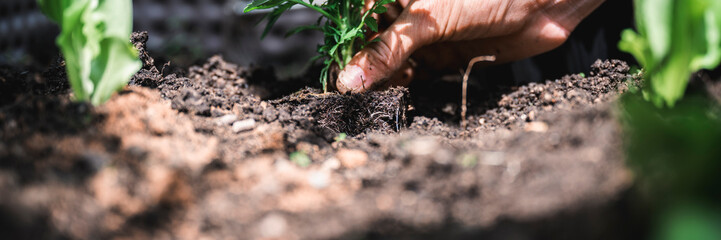 Closeup view of female hand planting a green flower or vegetable seedling in a fertile soil