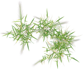 Top view of wild grass