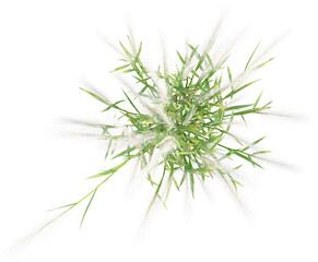 Top view of wild grass