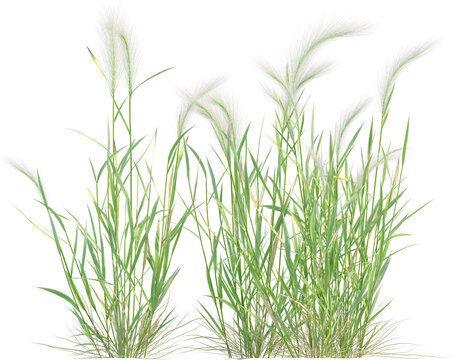 Side view of wild grass