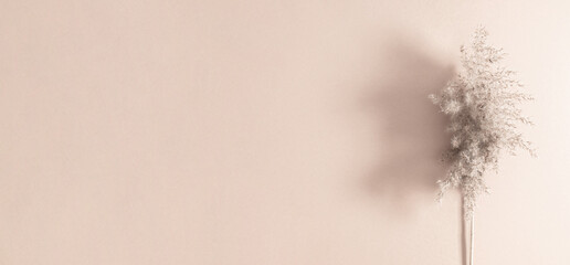 Flat lay, top view of dried flowers, dry plants on pastel beige background. Autumn, fall concept, copy space