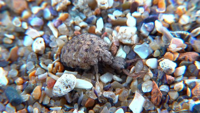 Antlion Larva (Myrmeleon formicarius), brown hairy insect larva burrows into the sand