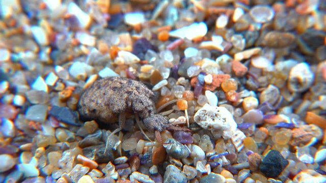 Antlion Larva (Myrmeleon formicarius), brown hairy insect larva burrows into the sand