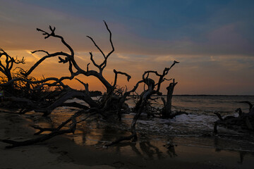 Driftwood beach at Jekyll Island in Georgia in the blue hour