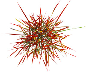 Top view of wild grass