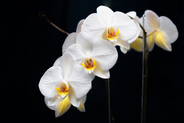 Naklejka na ściany i meble Orchid Colombian