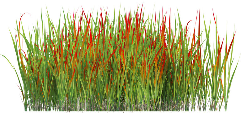 Side view of wild grass