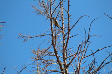 Bird in tree