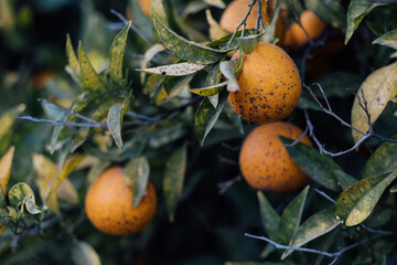 Citrus tree in the orchard affected fungus point disease