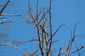 bird on a branch