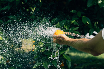 Man hands washes an orange with water from a hose in the garden to eat fresh fruit from the tree.