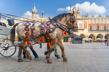 Naklejka na ściany i meble Travel and culture: a horse with a decorated harness on a sunny day in Krakow. Blurred medieval tower, blue sky. Outdoor umbrellas, white carriage. Trendy summer vibes.