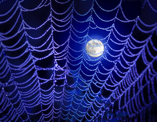 Spider web