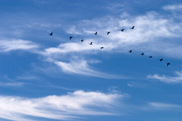 CANADA GEESE