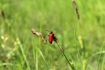 Red beetle on the grass on a hot summer day among the plants in the meadow